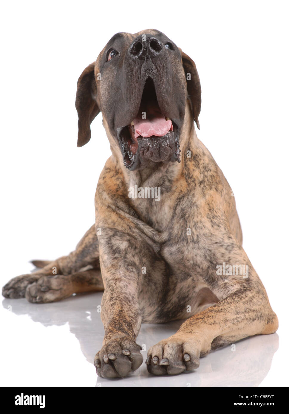 German mastiff on white Stock Photo