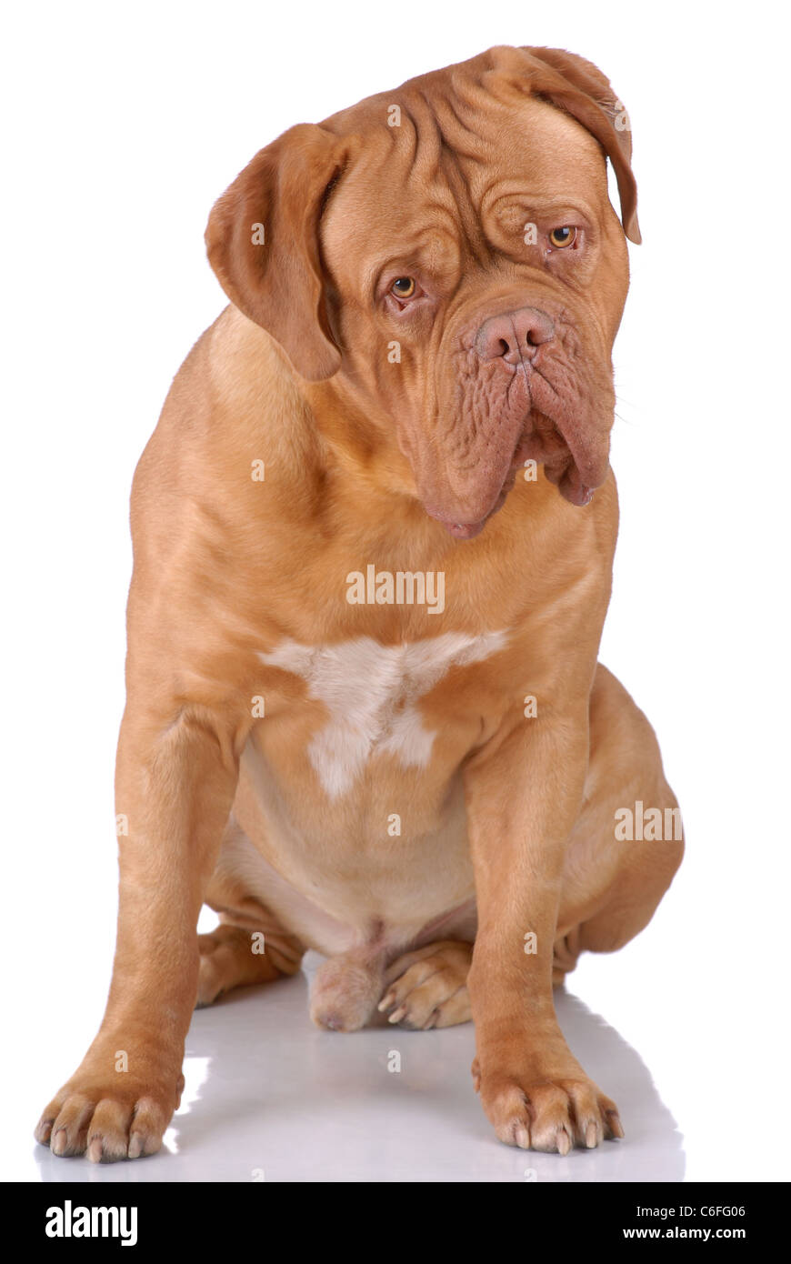 Portrait of Dogue de Bordeaux isolated on white Stock Photo