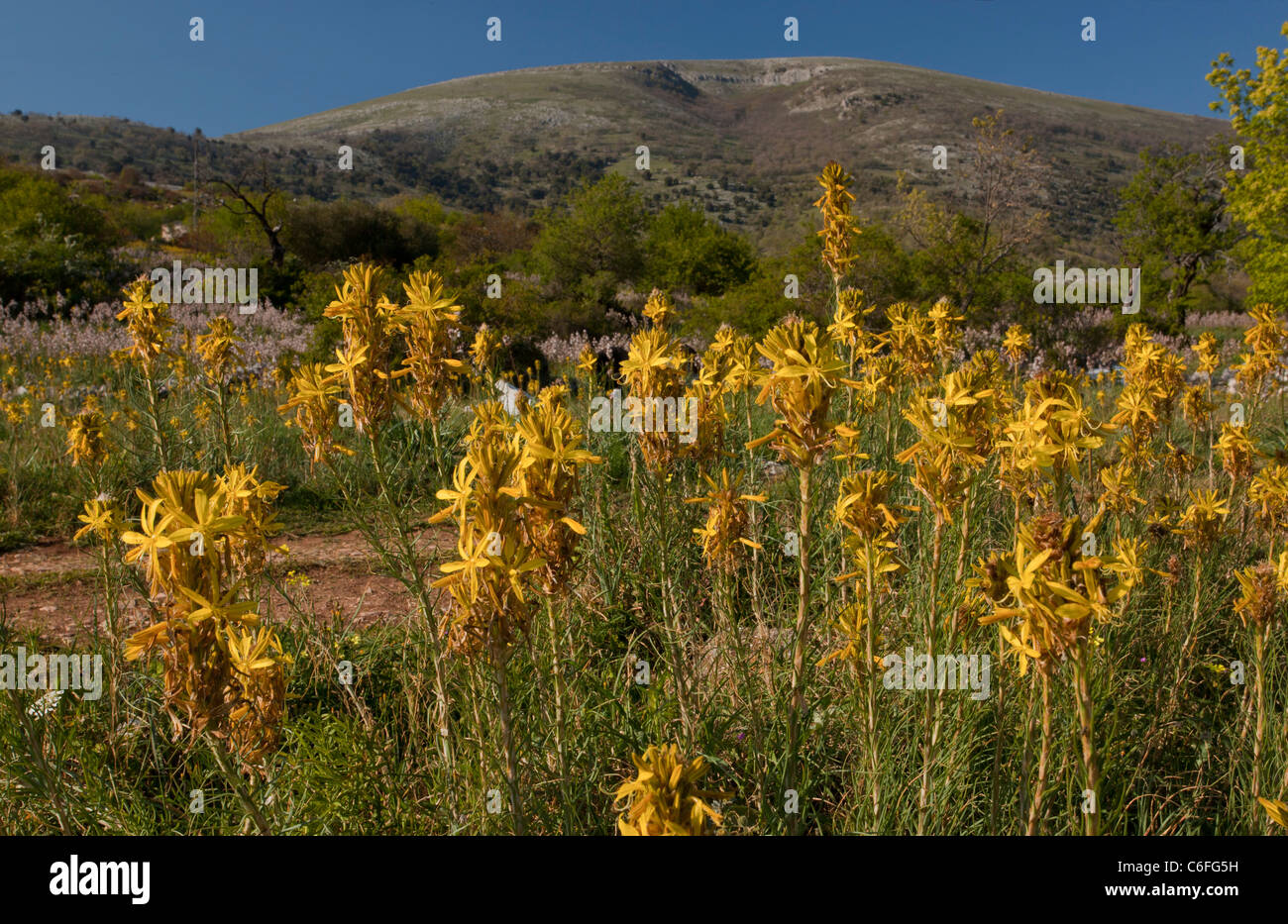 Masses of Yellow Asphodel, Asphodeline lutea, on the Gargano peninsula, Italy. Stock Photo