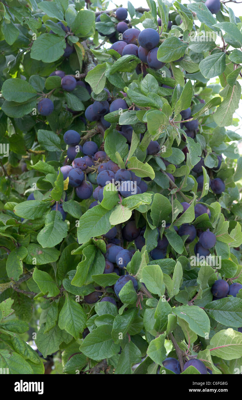 Damson tree hires stock photography and images Alamy