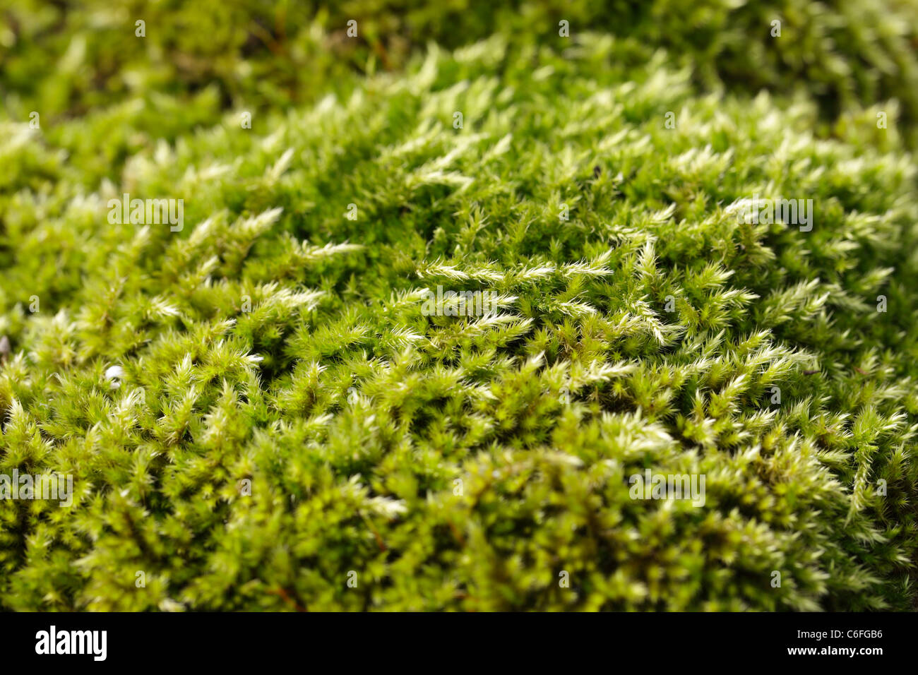 Moss growing in the UK Stock Photo