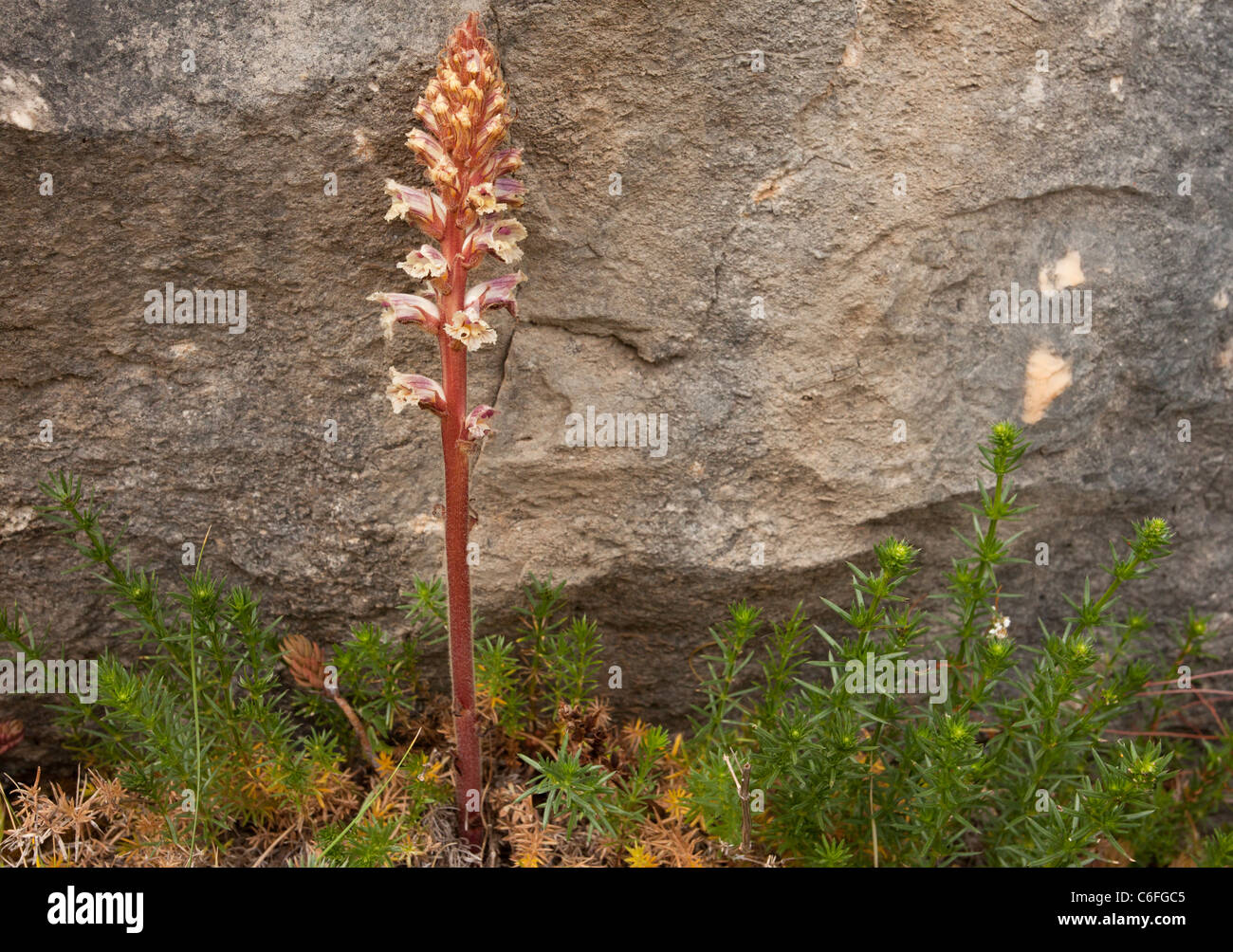 Bedstraw broomrape, Orobanche caryophyllacea, parasitic on Broomrape, Gargano, Italy. Stock Photo