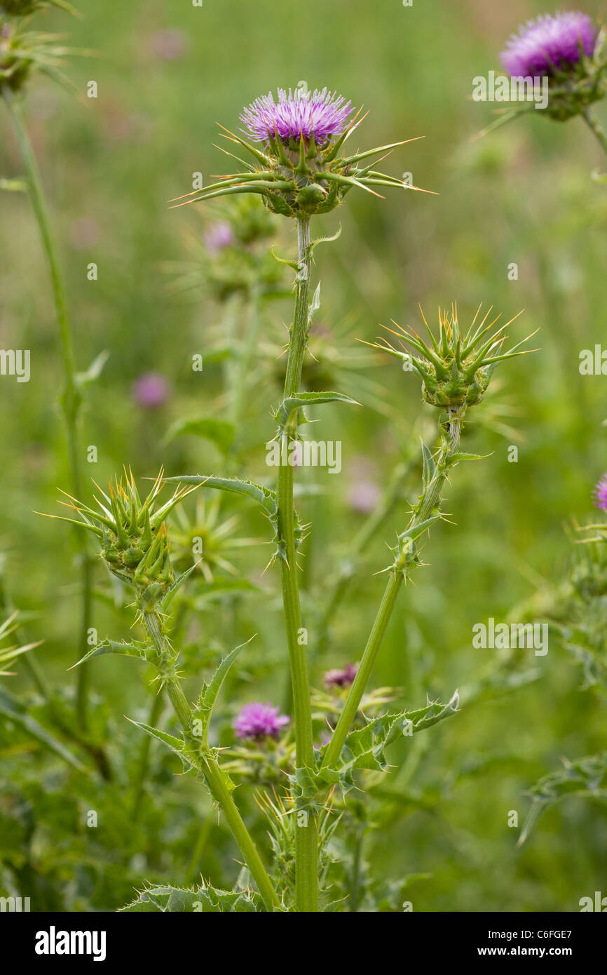 Milk Thistle, Silybum marianum in flower. Italy Stock Photo - Alamy