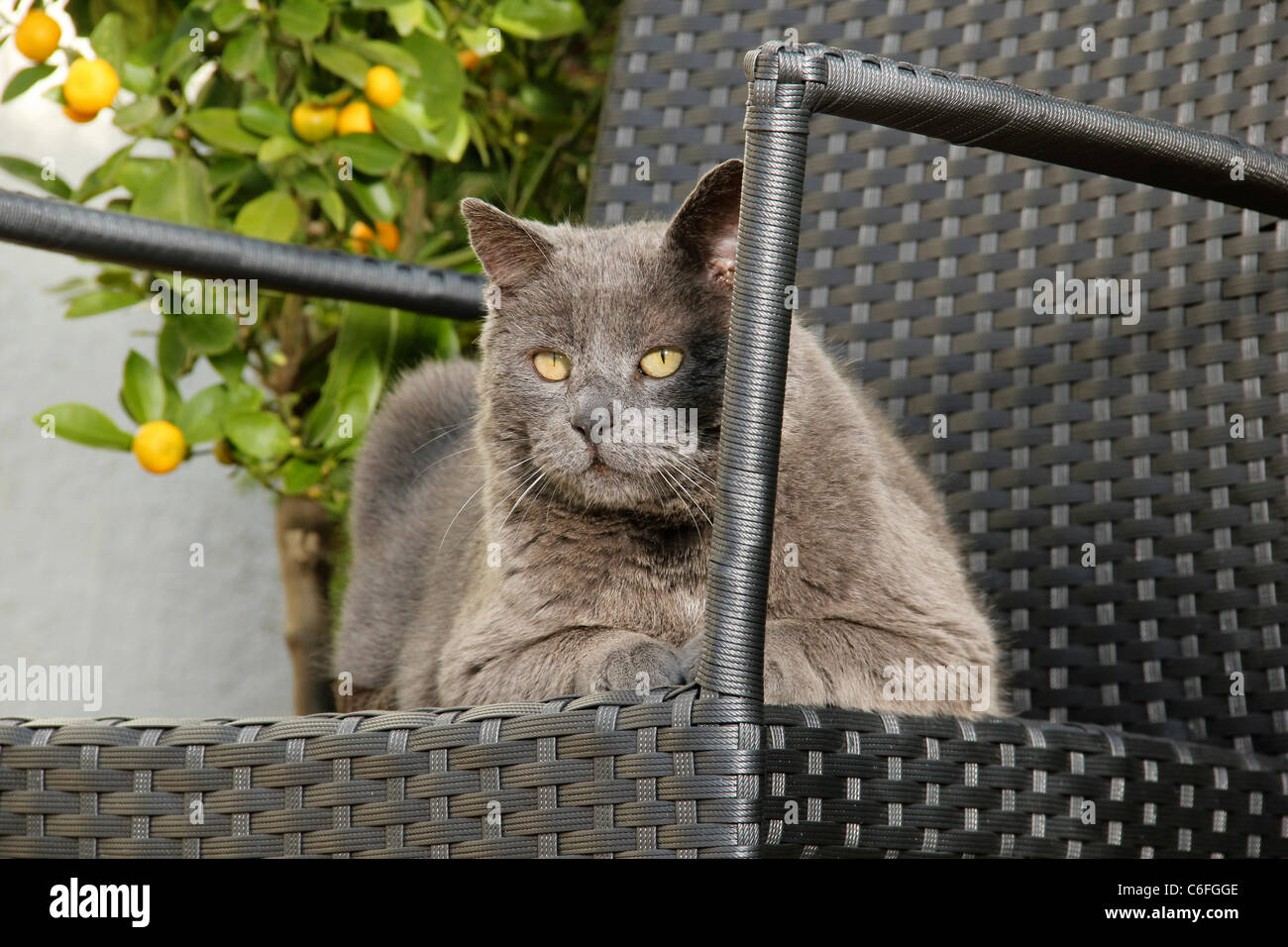 domestic cat - lying on chair Stock Photo - Alamy