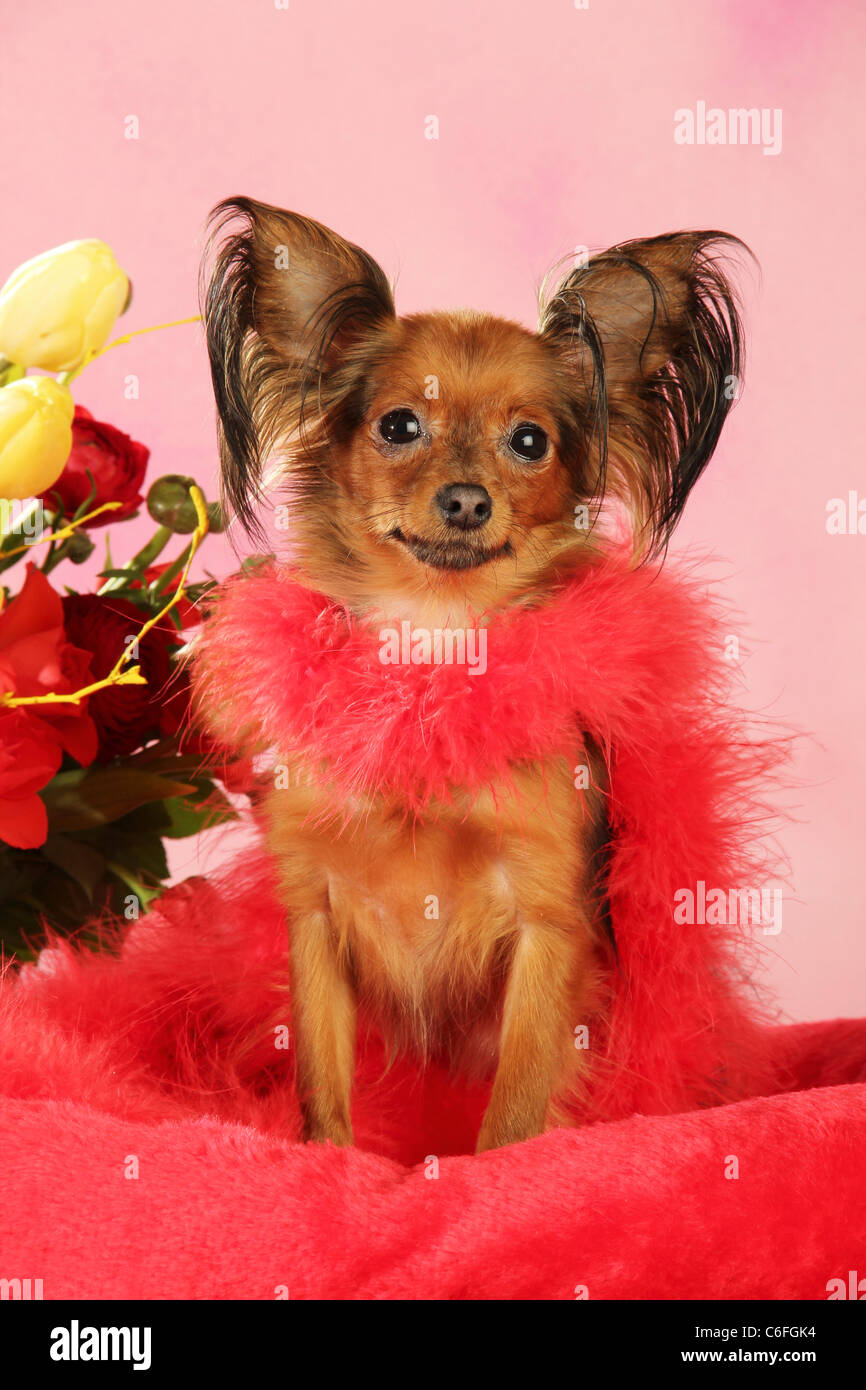 Russian Toy Terrier dog with boa Stock Photo