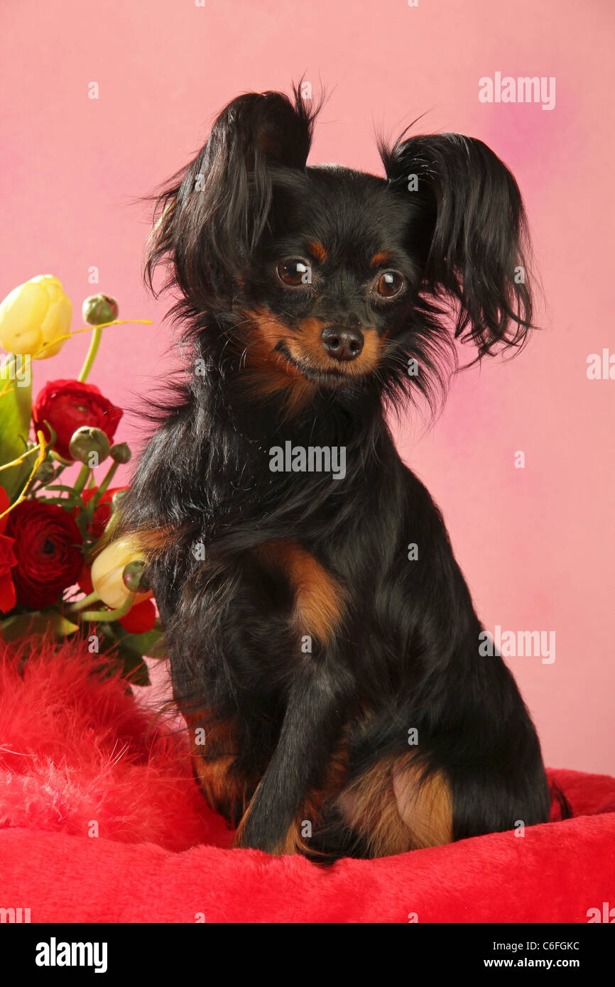 Russian Toy Terrier dog - sitting Stock Photo