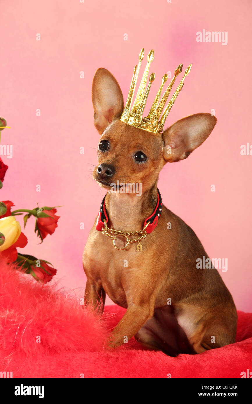 Russian Toy Terrier dog with crown - sitting Stock Photo