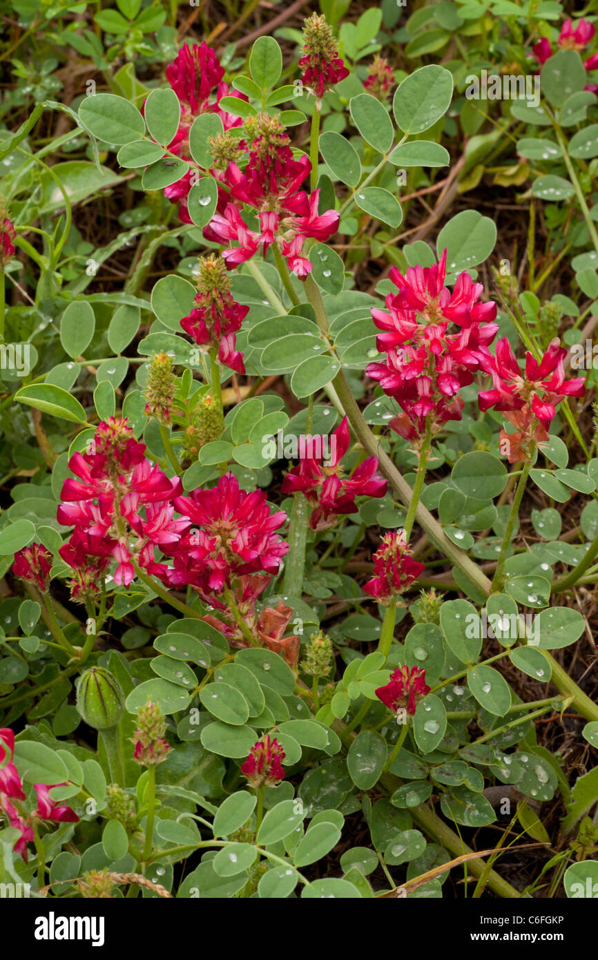Italian Sainfoin or French Honeysuckle, Hedysarum coronarium; legume cultivated for fodder. Italy Stock Photo