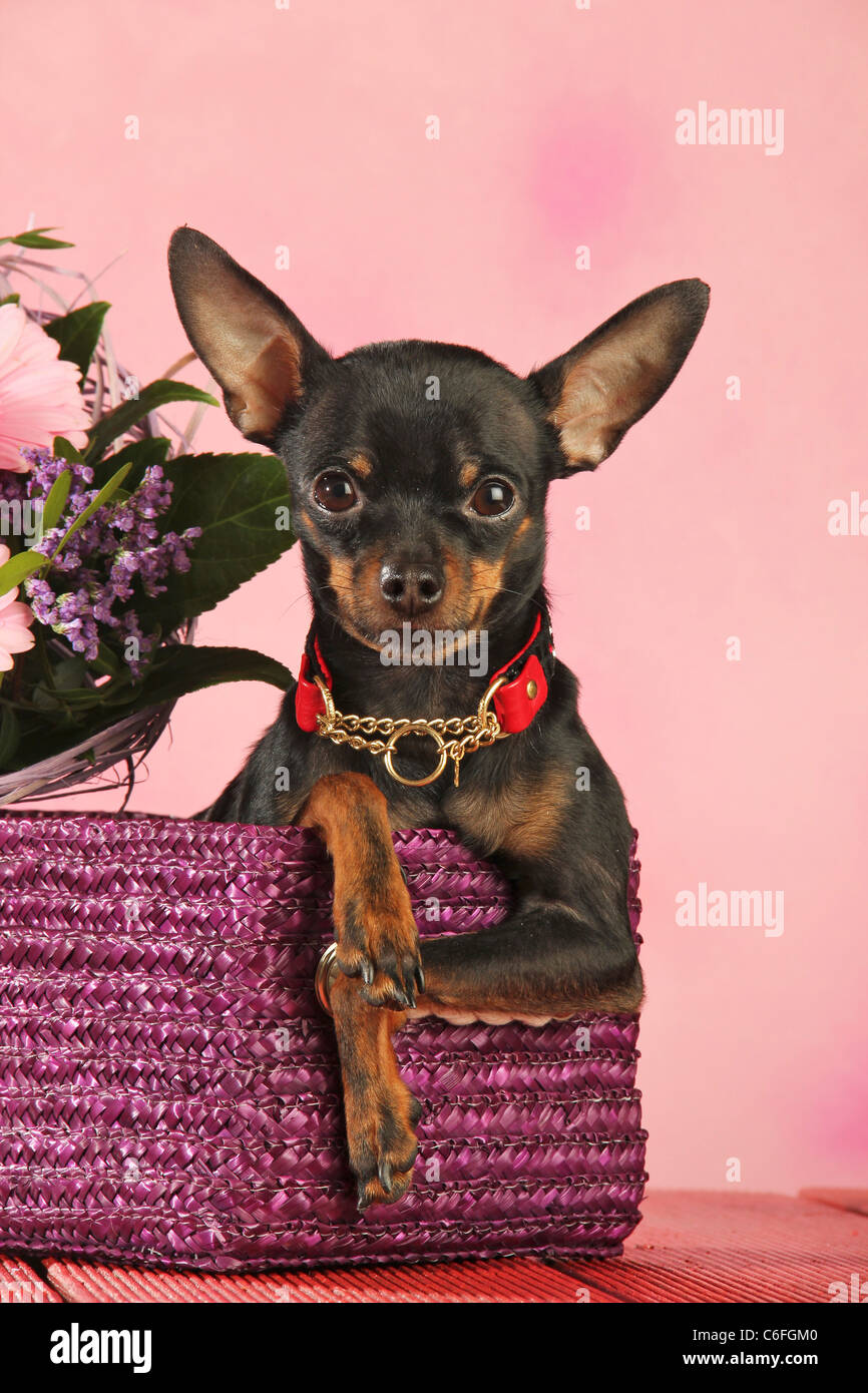 Russian Toy Terrier dog in basket Stock Photo