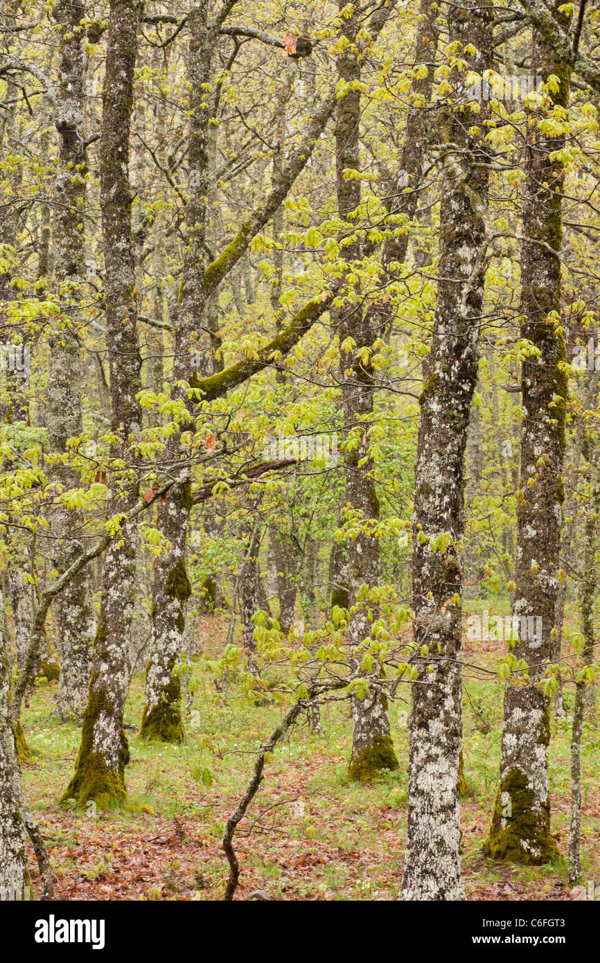 Hungarian Oak, Quercus frainetto, woodland after rain, in Pollino National Park, south Italy. Stock Photo