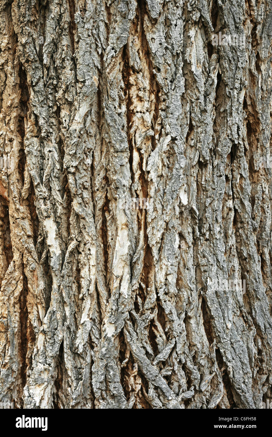 Vertical tree bark hires stock photography and images Alamy