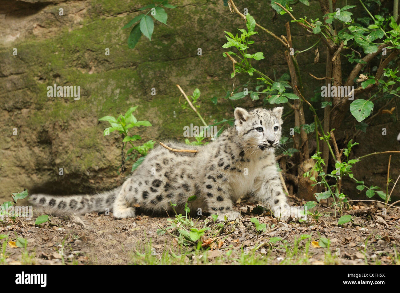 Young snow leopards hi-res stock photography and images - Alamy