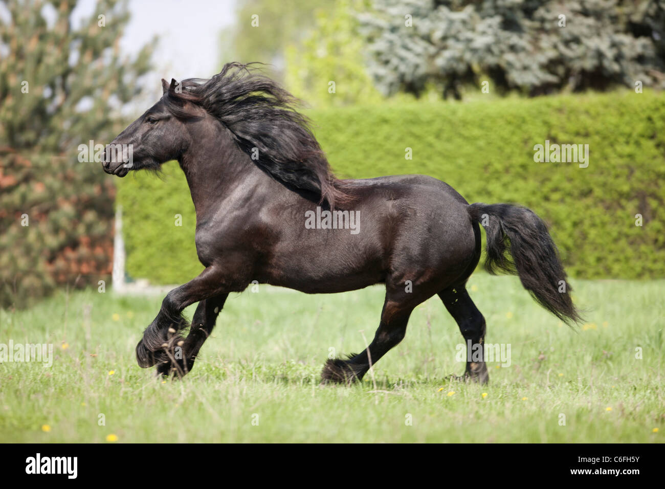 Fell Pony horse galloping on meadow Stock Photo