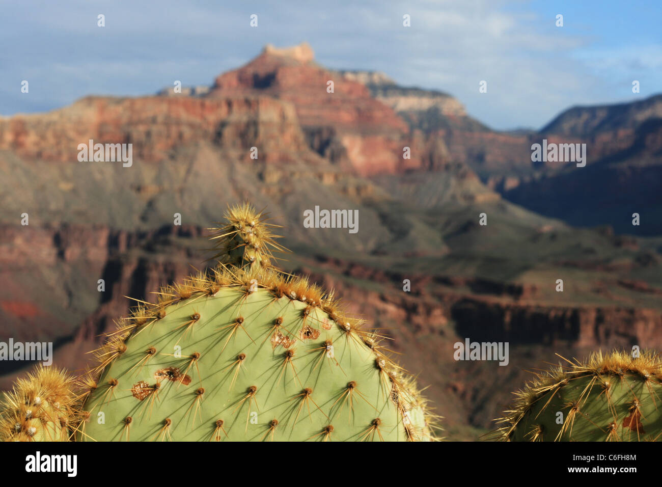 prickly pear cactus with out of focus Grand Canyon in the background Stock Photo