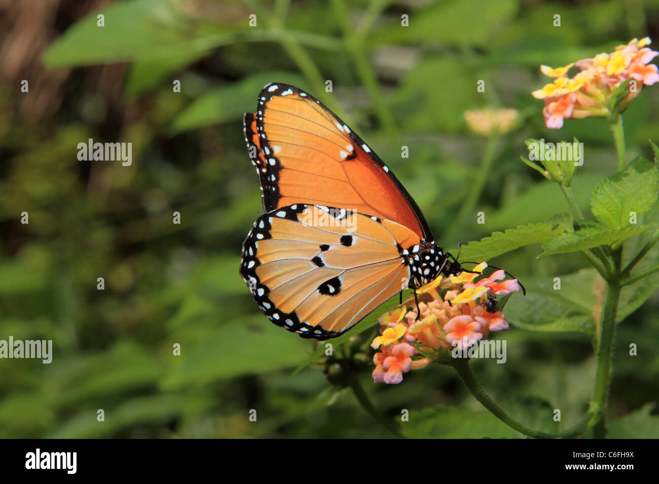African Monarch at blossom / Danaus chrysippus Stock Photo