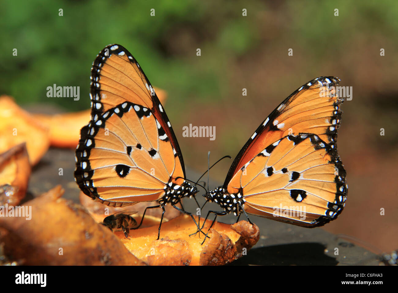 two African Monarchs at blossom / Danaus chrysippus Stock Photo