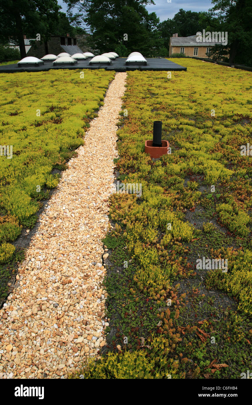 green roof top covered with sedum plants Stock Photo