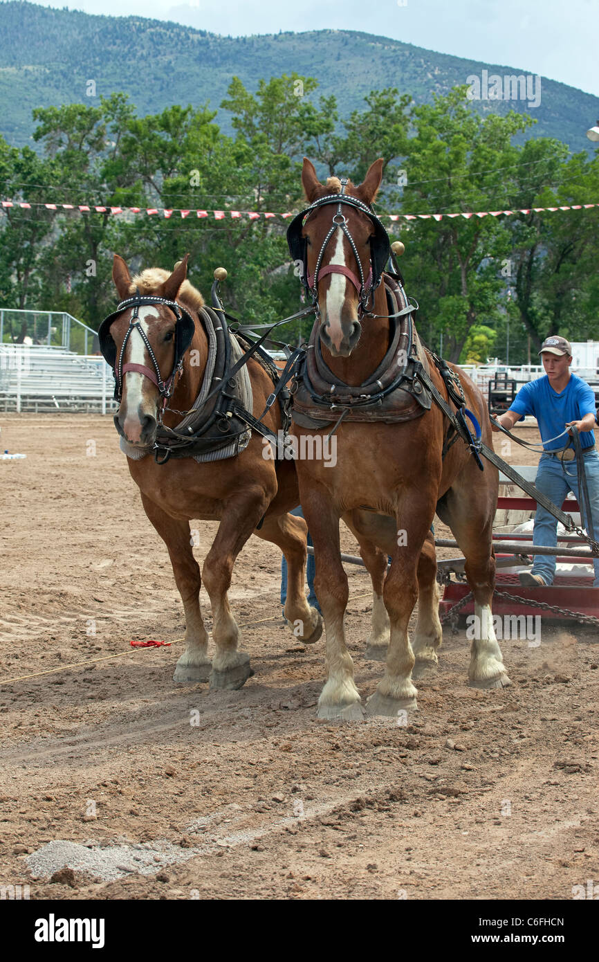 Draft Horse teamster pulling competition at local county fair with