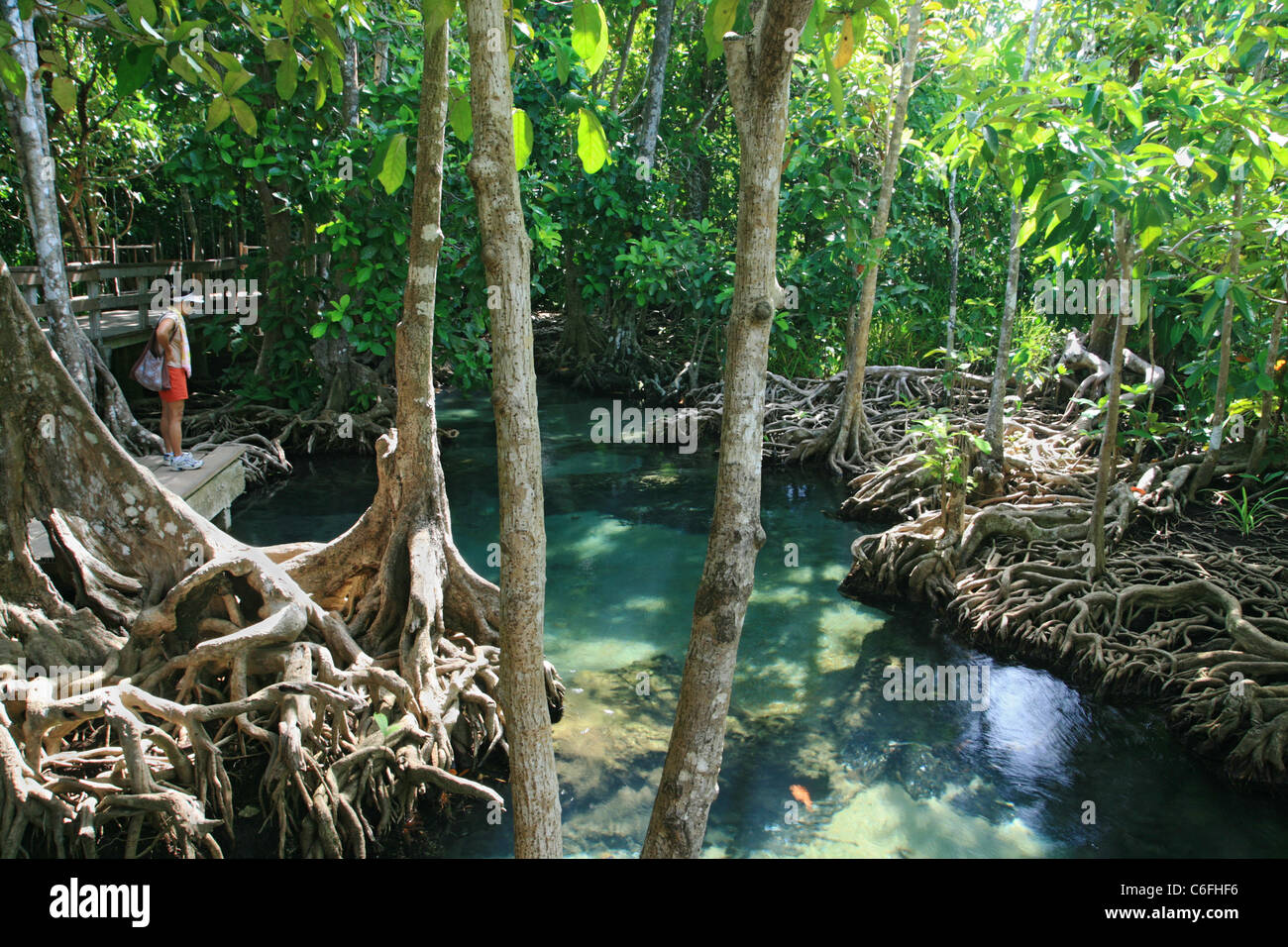 Asian woman on the boardwalk at Tha Pom looking at the clear stream, Krabi, Thailand Stock Photo