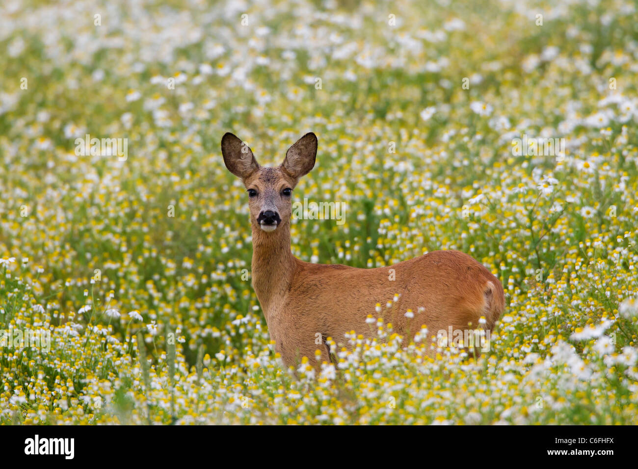 Roe deer (female) - standing on meadow / Capreolus capreolus Stock ...