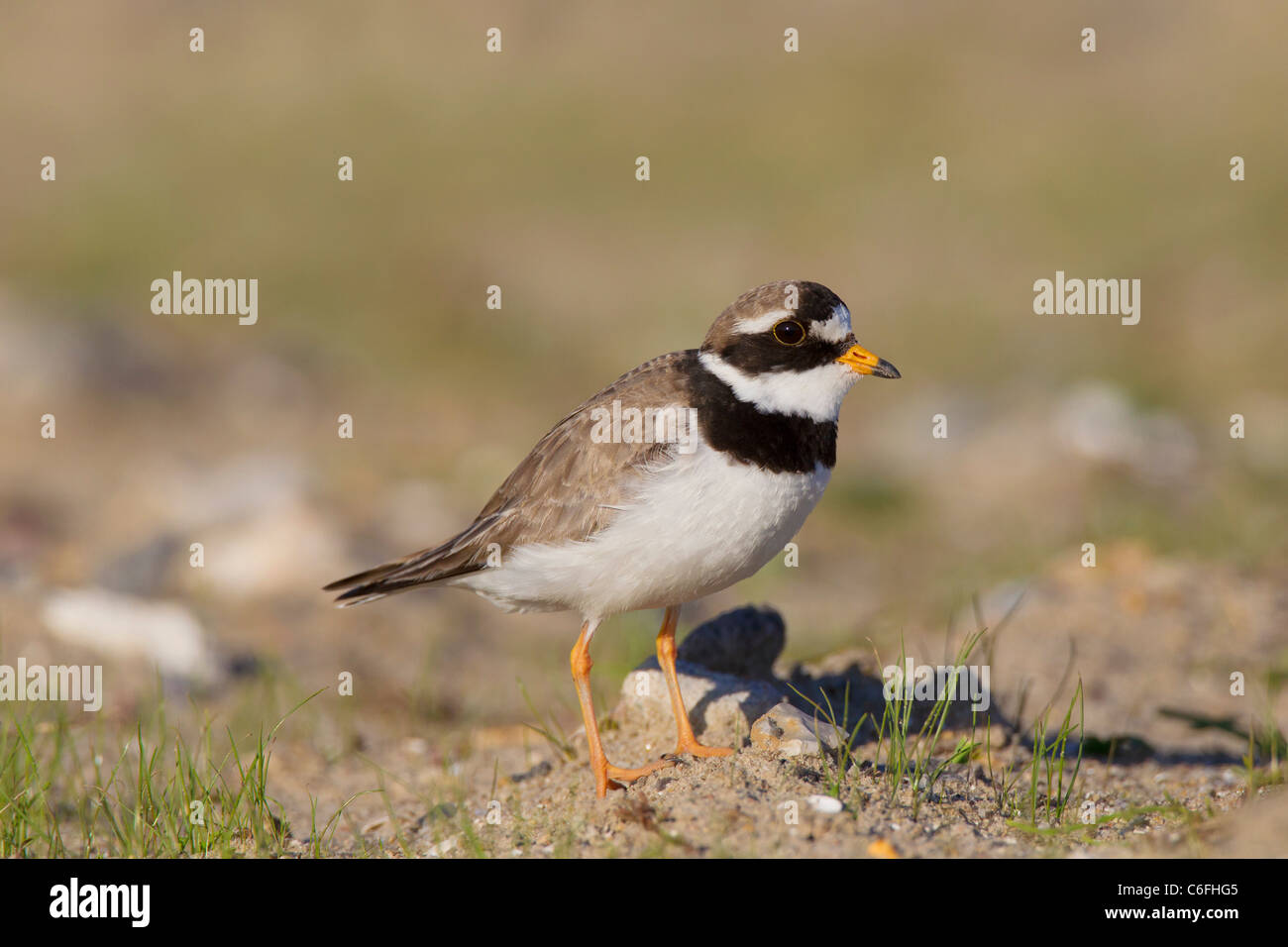 Ringed Plover - standing / Charadrius hiaticula Stock Photo
