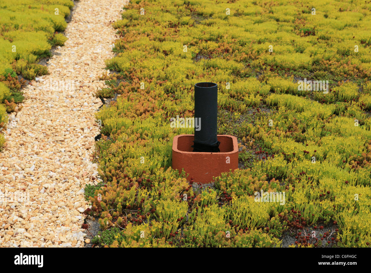 living roof top covered with sedum plants with gravel path and vent pipe Stock Photo
