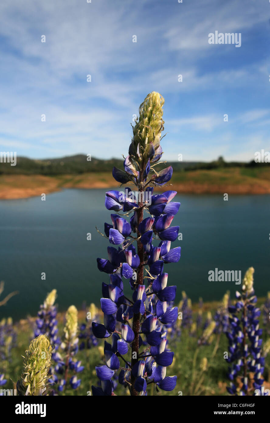 lupin wild flowers growing above a lake with selective focus on the flowers Stock Photo