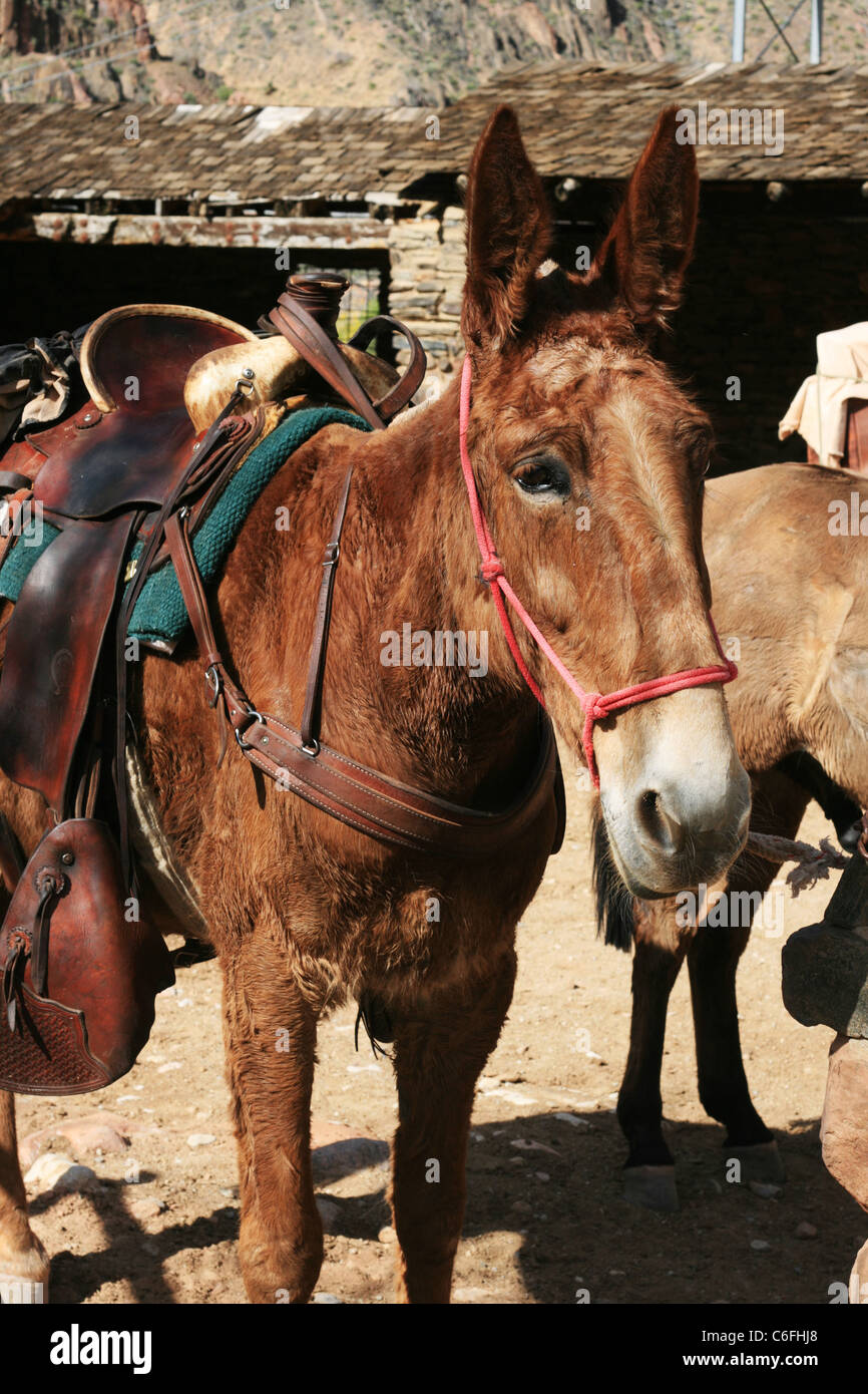 saddled mule at the bottom of the Grand Canyon Stock Photo