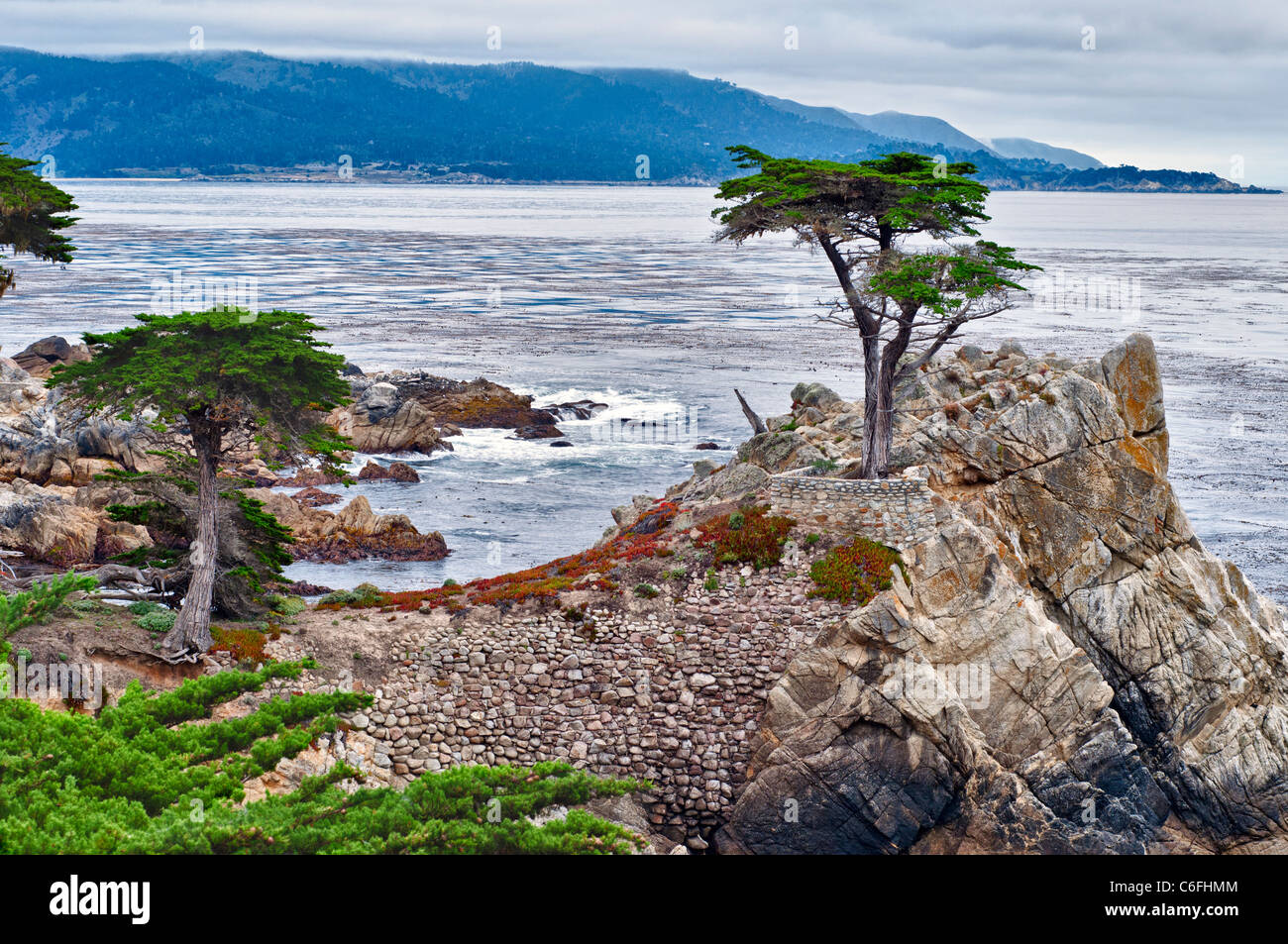 The famous Lone Cypress tree (Cupressus macrocarpa) of Pebble Beach, California. Stock Photo