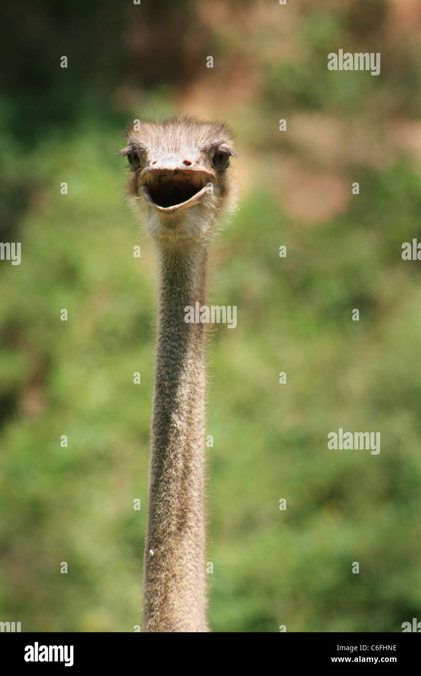 head and neck of Ostrich (Struthio camelus), looking forward Stock Photo