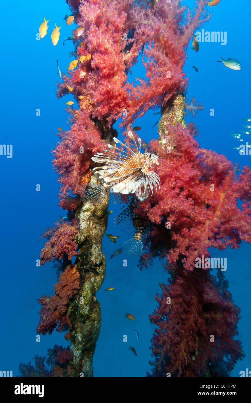 A Lionfish swim next to vivid red tree corals growing on the encrusted chain of an old channel marker buoy. Stock Photo