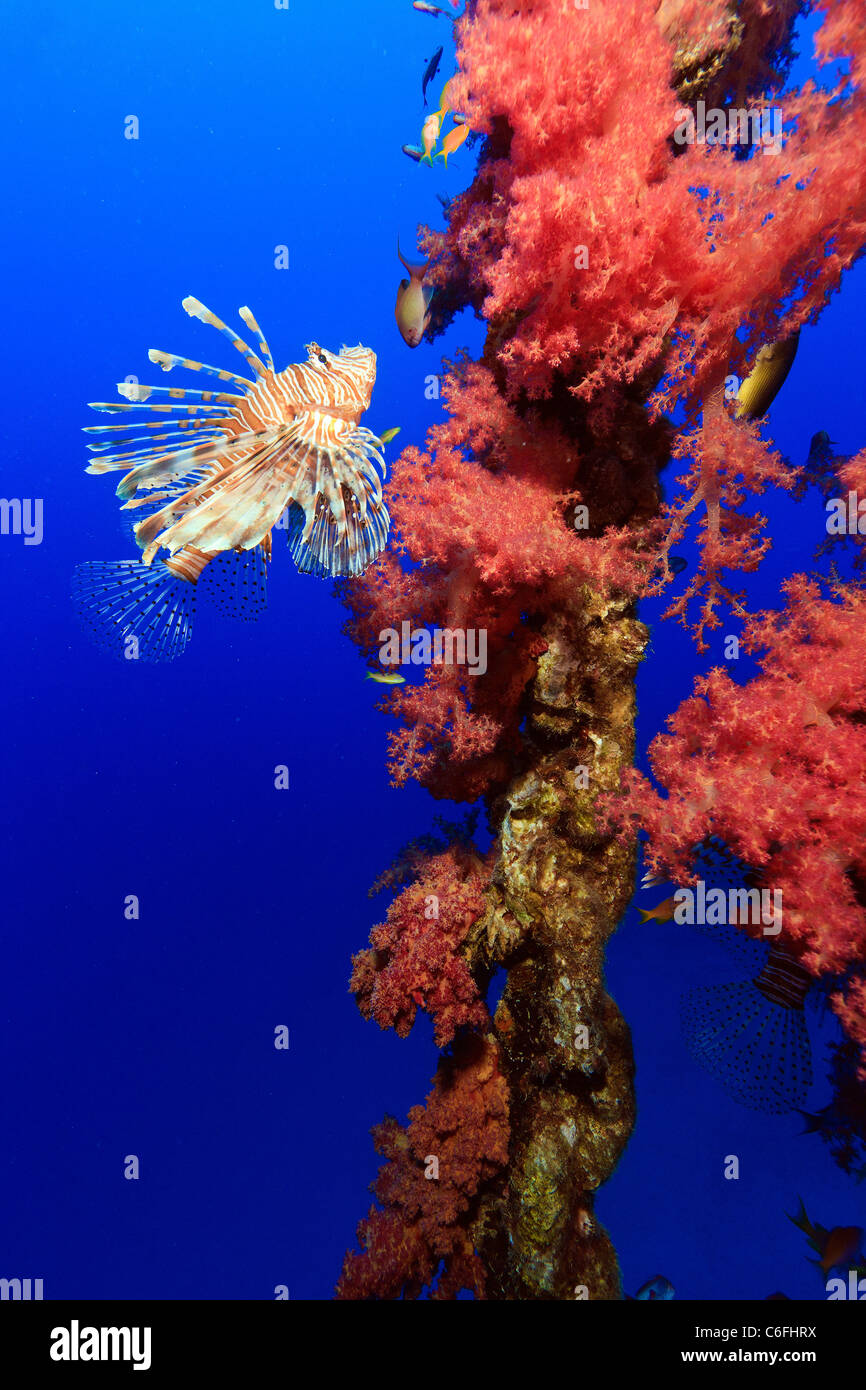 A Lionfish swim next to vivid red tree corals growing on the encrusted chain of an old channel marker buoy Stock Photo