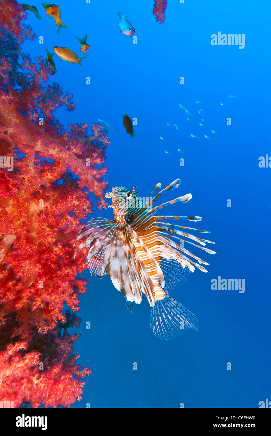 Lionfish swim next to vivid red tree corals growing on the encrusted chain of an old channel marker buoy Stock Photo