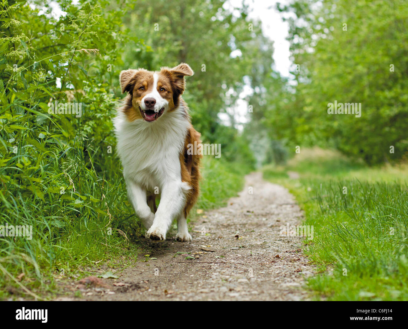 Australian Shepherd dog running Stock Photo Alamy
