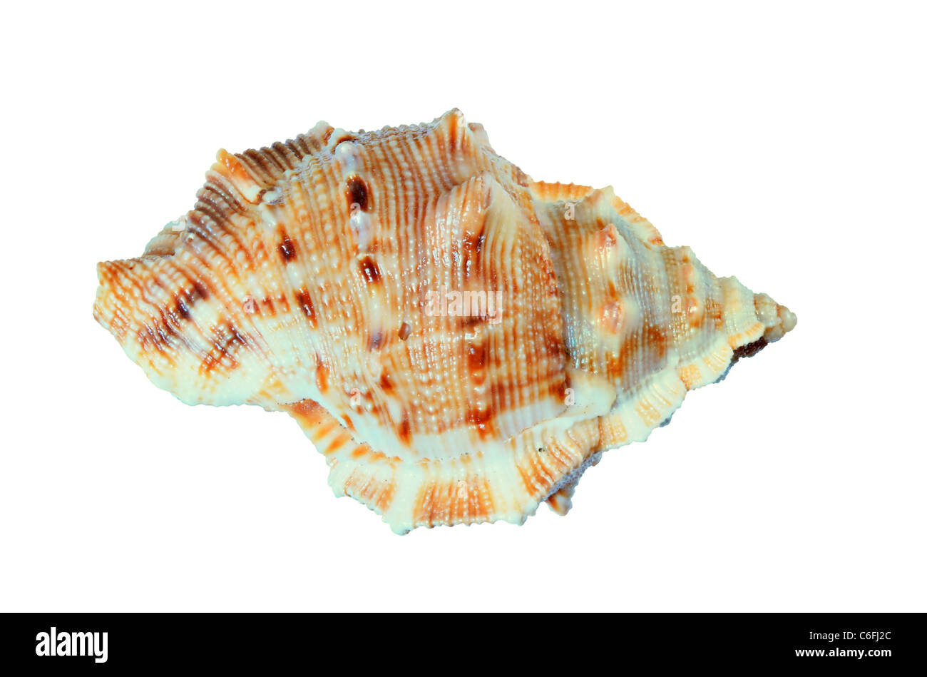 small murex sea shell isolated on white background Stock Photo
