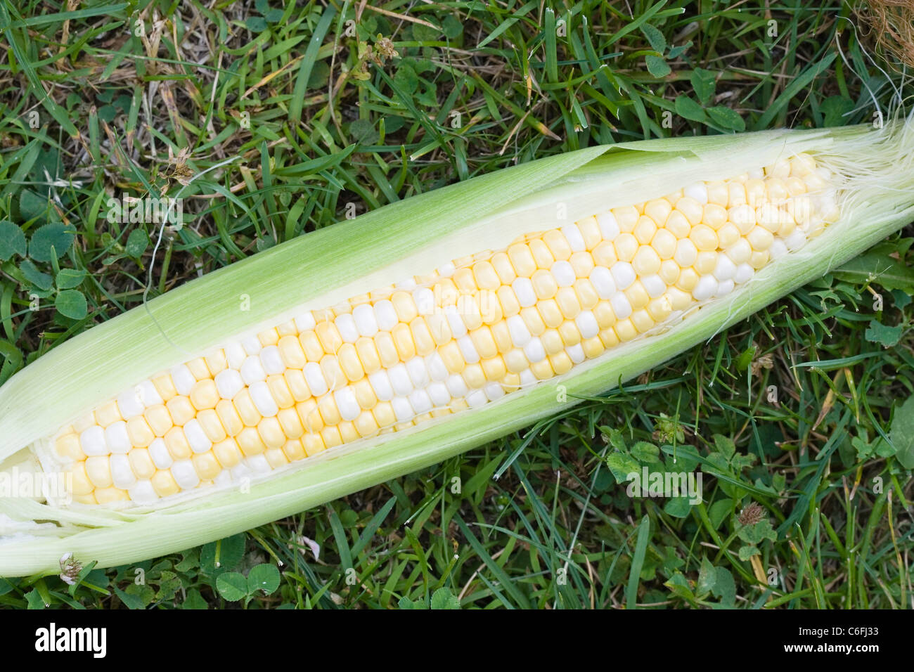 a partially shucked ear of fresh sweet corn on the grass Stock Photo
