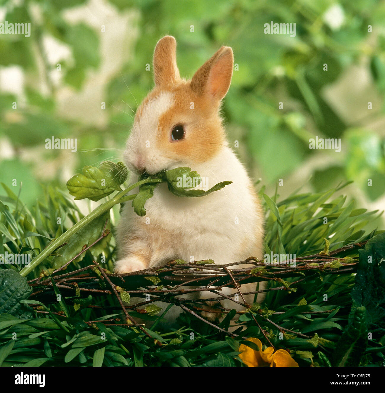 Young Dwarf Rabbit - munching a Parsley leaf Stock Photo - Alamy