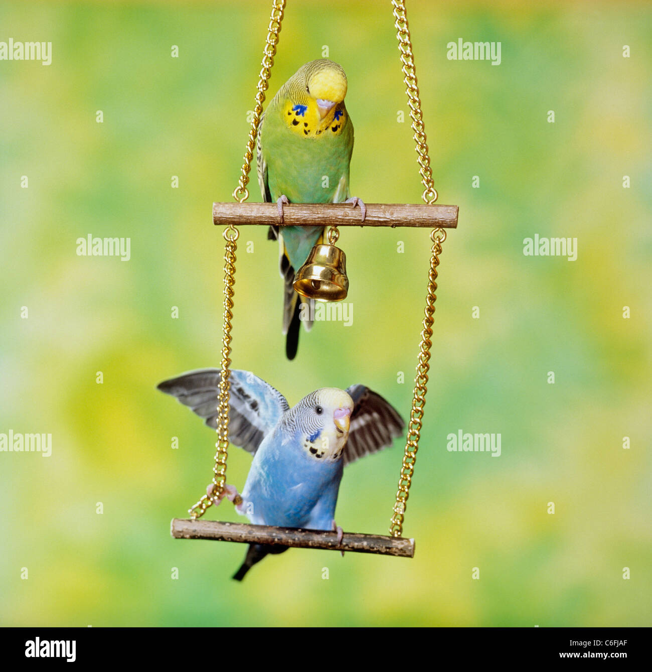 Budgerigar Budgie Melopsittacus undulatus Two adults perched on a swing toy. Germany Stock Photo Alamy