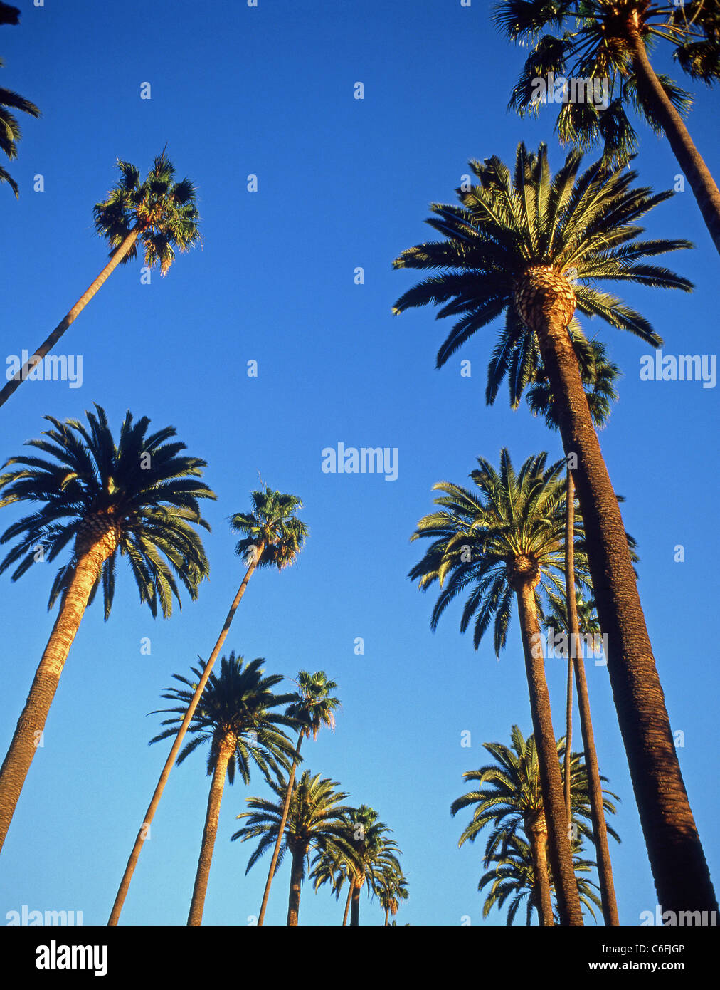 Palm trees along boulevard, Beverly Hills, Los Angeles, California, United States of America Stock Photo