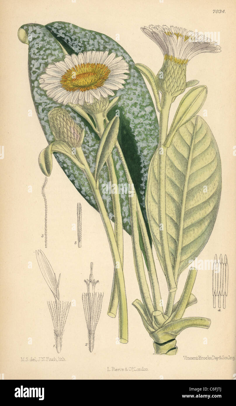 Olearia insignia, plant native to New Zealand. Stock Photo