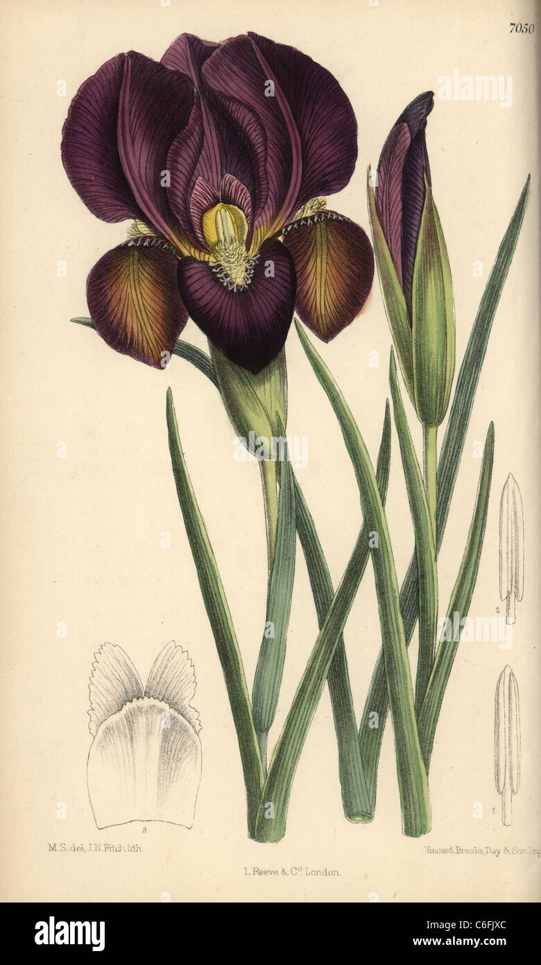 Iris barnumae, purple iris native of Armenia Stock Photo - Alamy