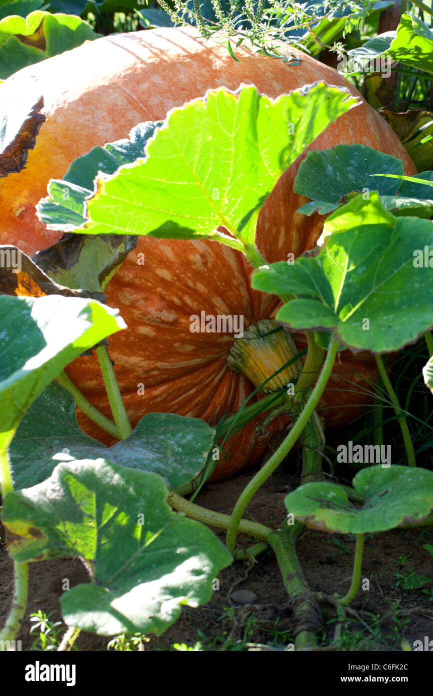 Pumpkin growing in the field Stock Photo - Alamy