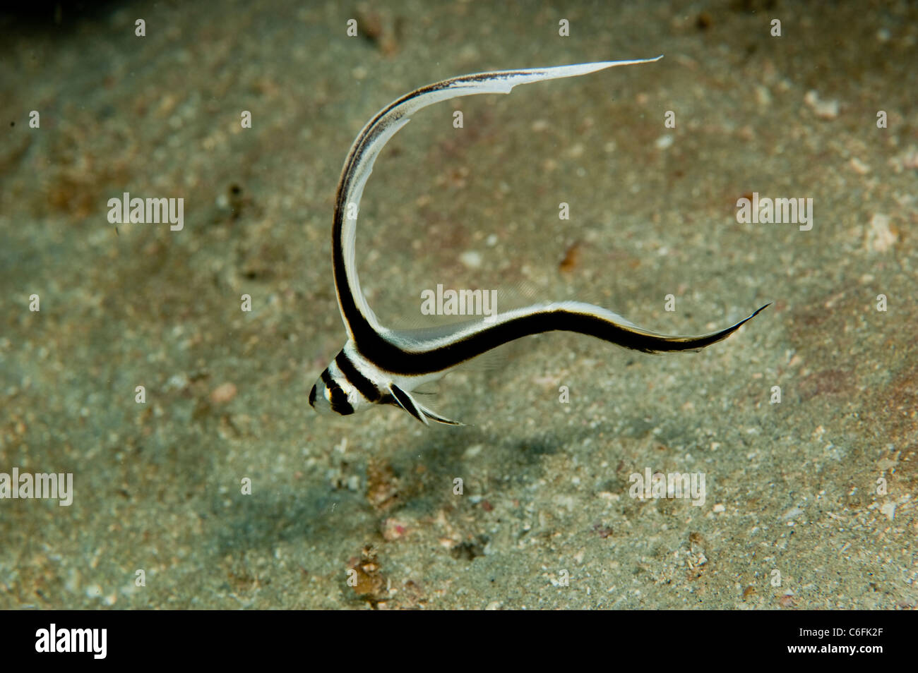 Juvenile Spotted Drum, equetus punctatus, swims in a coral reef offshore Palm Beach, Florida. Stock Photo