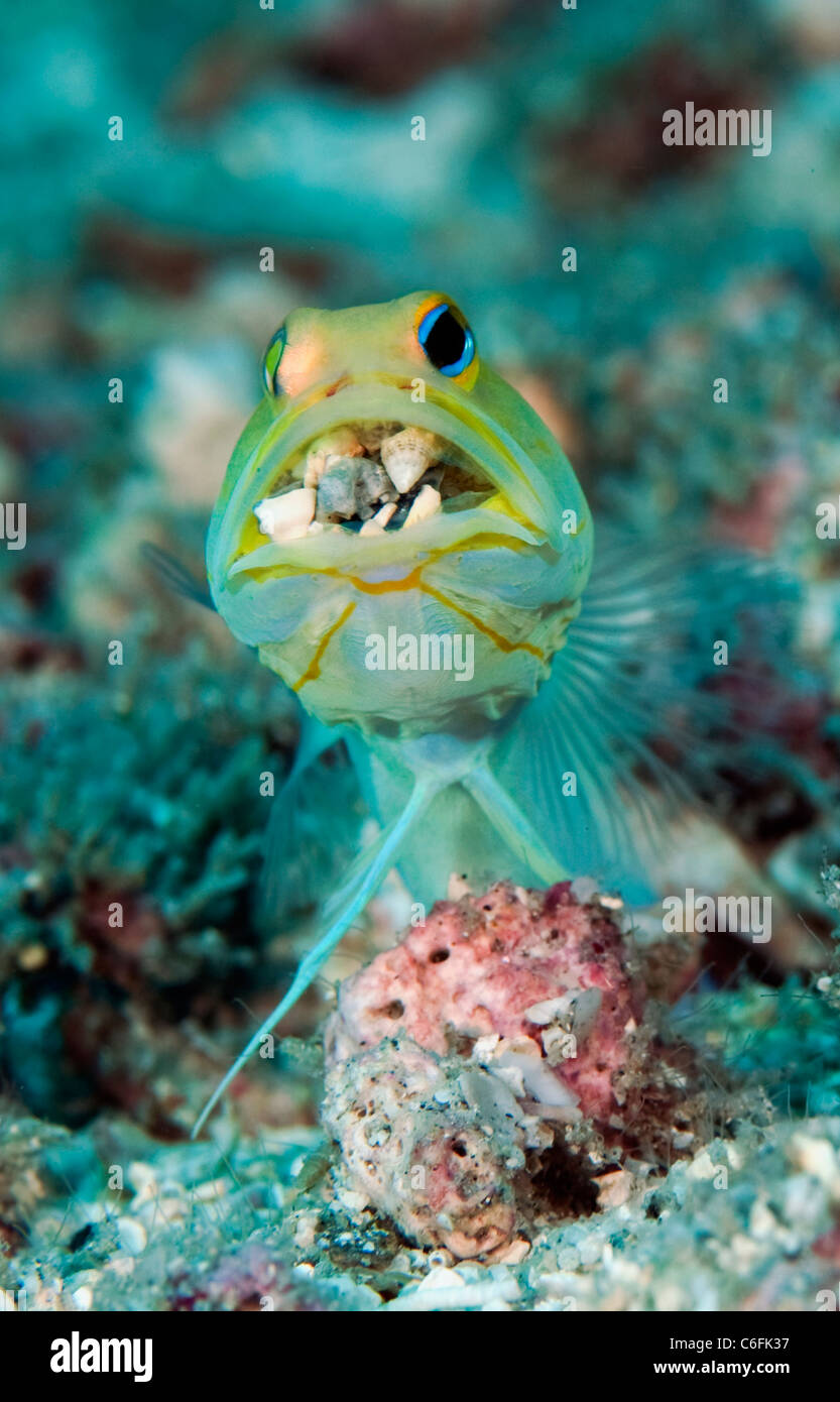 Male Yellowheaded Jawfish, Opistognathus aurifrons, digs his burrow on a coral reef in Palm Beach, Florida Stock Photo