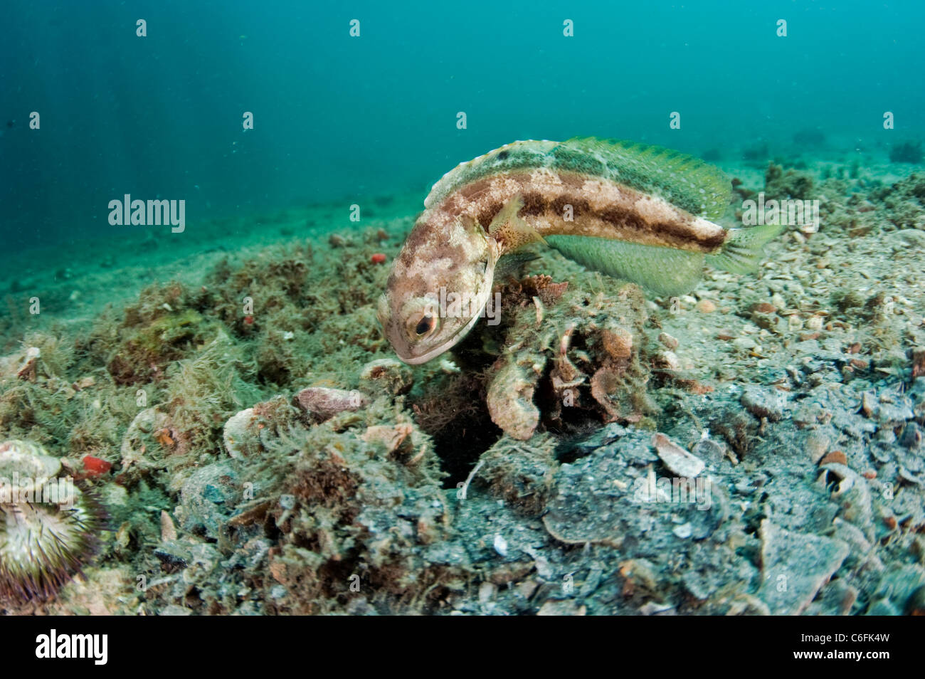 Male Banded Jawfish, Opistognathus macrognathus, swims over the bottom of the Lake Worth Lagoon, Palm Beach County, Florida. Stock Photo