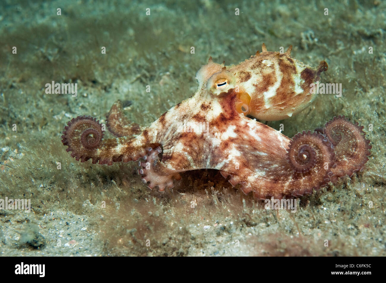 Atlantic Long Arm Octopus, Octopus defilippi,  on the bottom of the Lake Worth Lagoon, Singer Island, Florida. Stock Photo