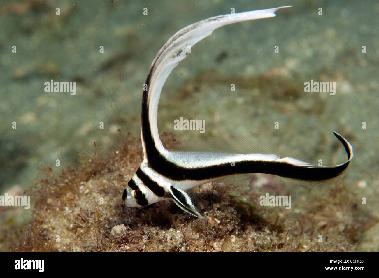 Juvenile Spotted Drum, equetus punctatus, swims in a coral reef offshore Palm Beach, Florida. Stock Photo