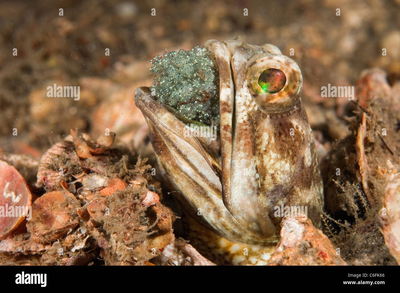 Male Banded Jawfish, Opistognathus macrognathus, incubating and aerating a clutch of eggs in the Lake Worth Lagoon in Florida Stock Photo
