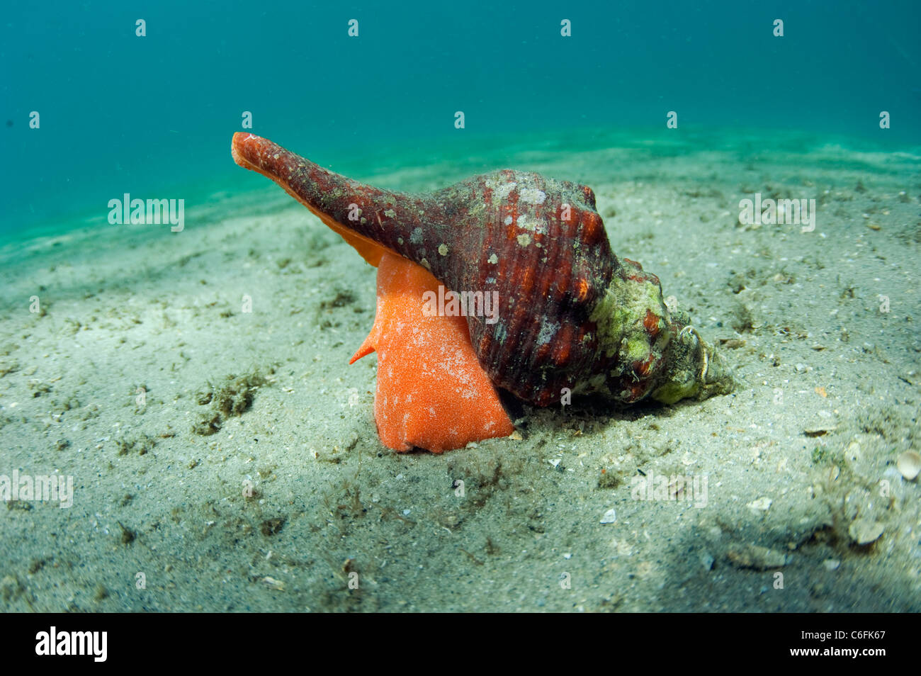 A Horse conch, Pleuroploca gigantea, crawls over the sandy bottom of