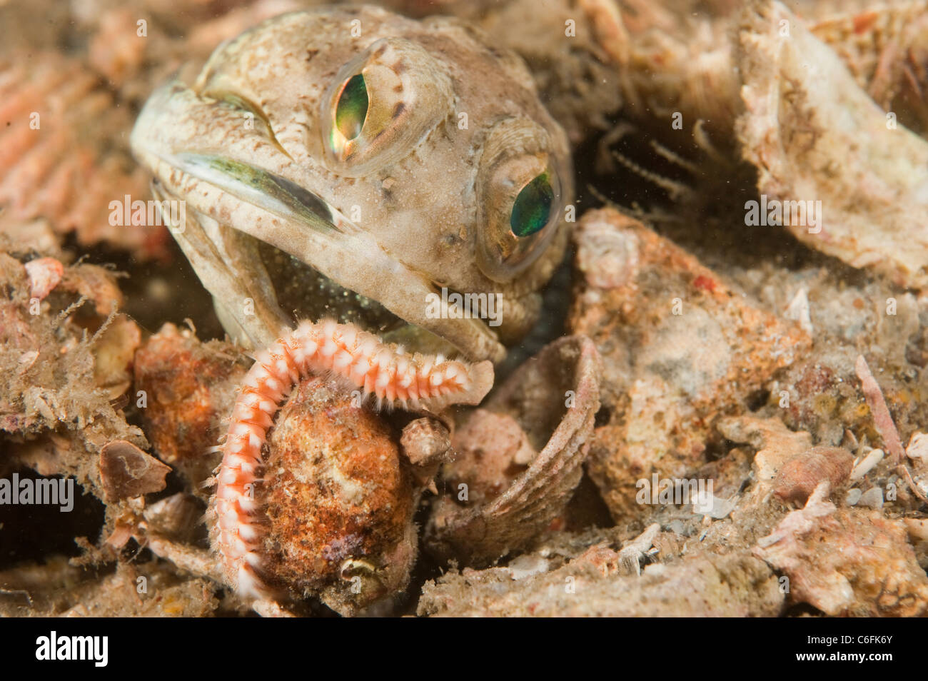 Male Banded Jawfish Opistognathus macrognathus removes a Bristle Worm from his burrow in the Lake Worth Lagoon, Singer Island FL Stock Photo